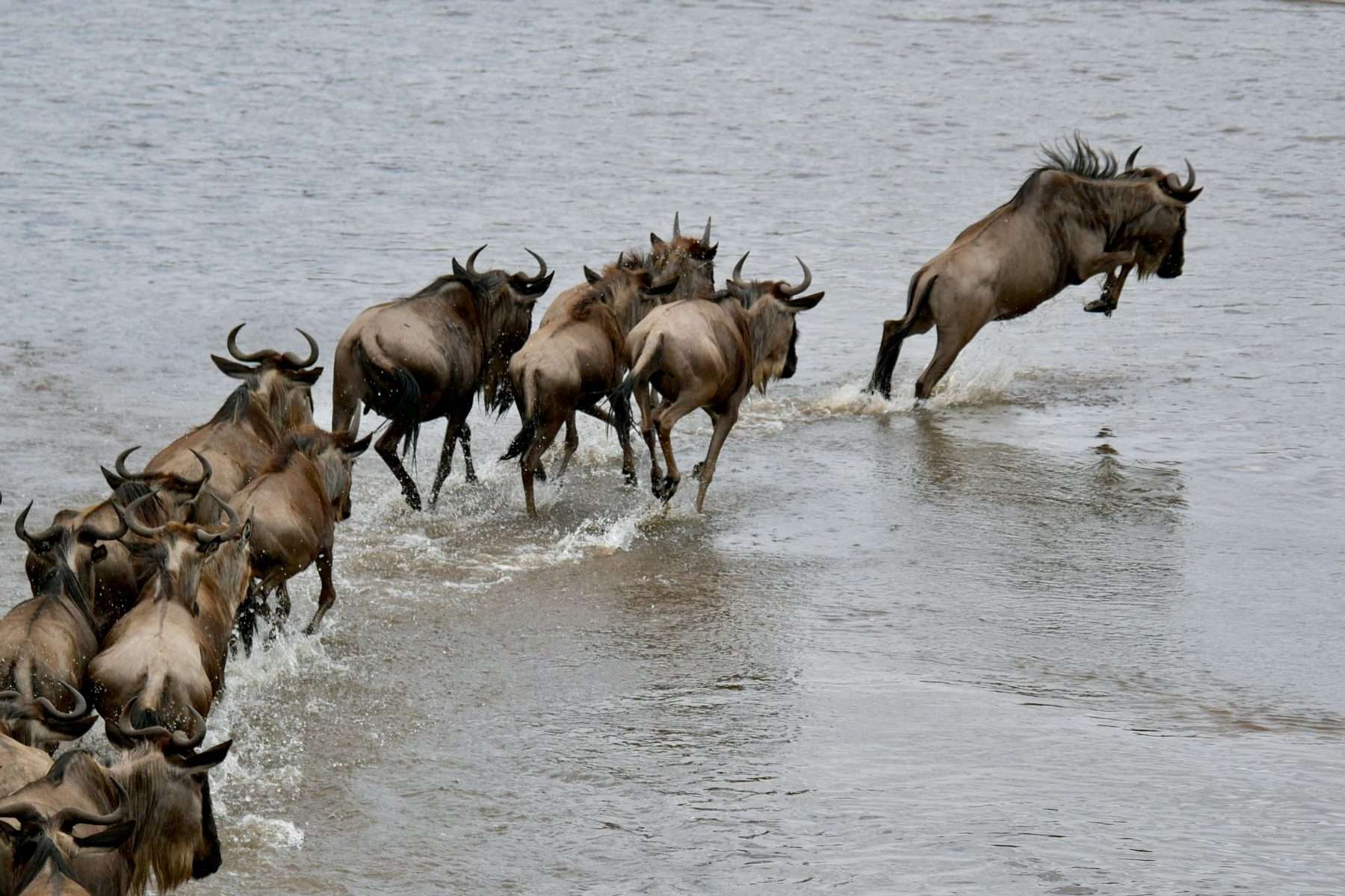 Gran Migración del Serengeti